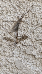 Tipulomorpha