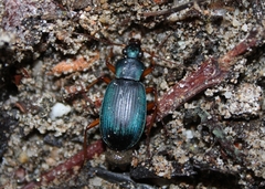 Chlaenius cumatilis