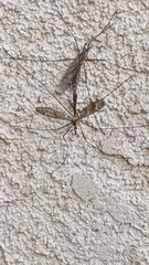 Tipulomorpha