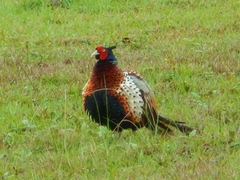Phasianus colchicus formosanus