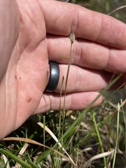 Eleocharis wolfii
