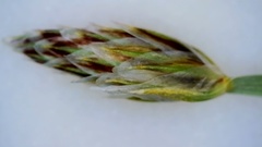 Eleocharis wolfii