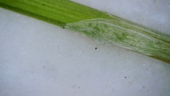 Eleocharis wolfii