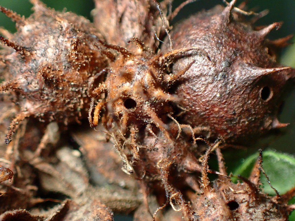 Diplolepis weldi