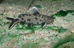 Cuckoo Catfish photo 2