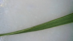 Eleocharis wolfii