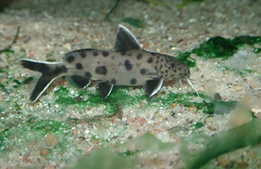 Cuckoo Catfish photo 3