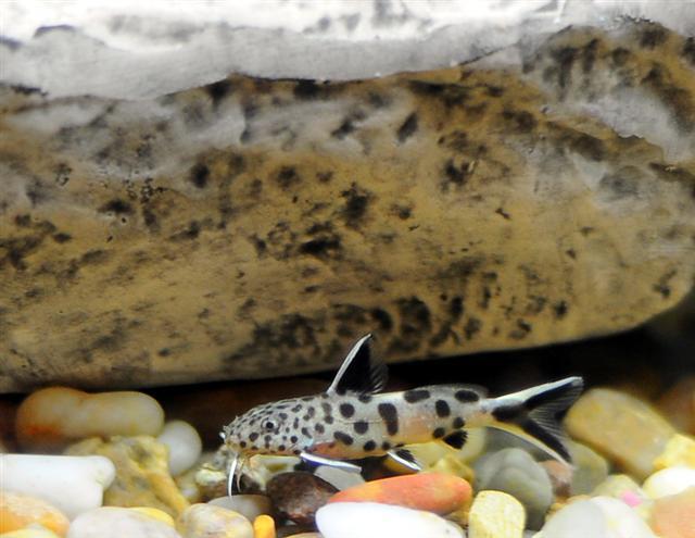 Synodontis nain (Synodontis du Tanganyika) (Synodontis petricola)