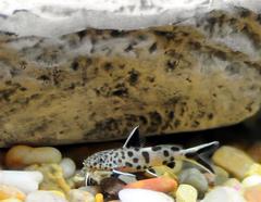 Cuckoo Catfish photo 4