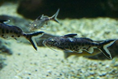 Cuckoo Catfish photo 5