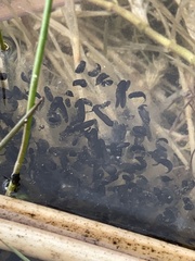 Lithobates onca