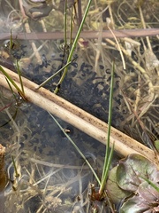 Lithobates onca