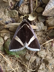 Fodina contigua