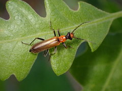 Podabrus cavicollis