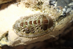 Sypharochiton