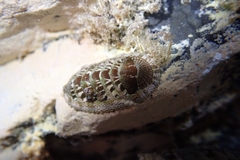 Sypharochiton