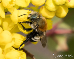 Osmia longula