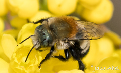 Osmia longula