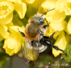Osmia longula