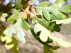 Andricus reticulatus