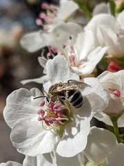 Lasioglossum sisymbrii