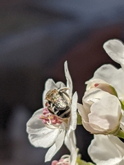 Lasioglossum sisymbrii