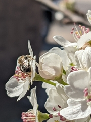 Lasioglossum sisymbrii