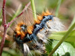 Malacosoma constricta