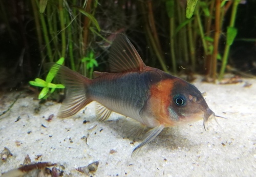Corydoras eques photo