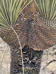 Yucca queretaroensis