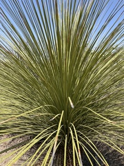 Yucca queretaroensis