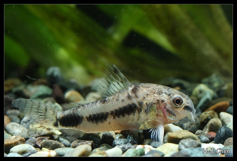 Corydoras sel et poivre (Corydoras habrosus)