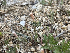 Linanthus dichotomus