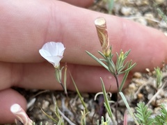 Linanthus dichotomus