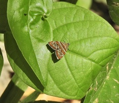 Choreutis periploca