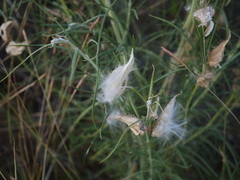 Gomphocarpus tomentosus