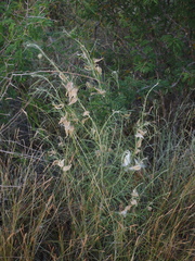 Gomphocarpus tomentosus