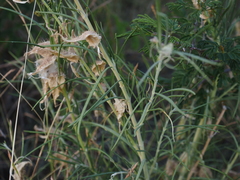 Gomphocarpus tomentosus