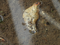 Gerris gracilicornis