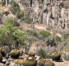 Kroenleinia grusonii