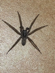 Xeropigo tridentiger