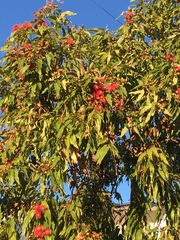 Corymbia ptychocarpa