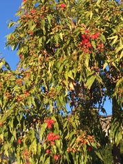 Corymbia ptychocarpa