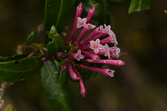 Cestrum irazuense