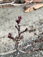 Acer glabrum douglasii