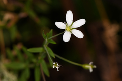 Arenarieae