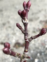 Acer glabrum douglasii