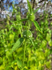 Leucas martinicensis