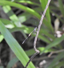 Gasteruption albicuspis