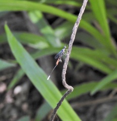 Gasteruption albicuspis